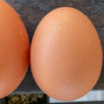 "fairy egg" or small egg, next to a regular chicken egg