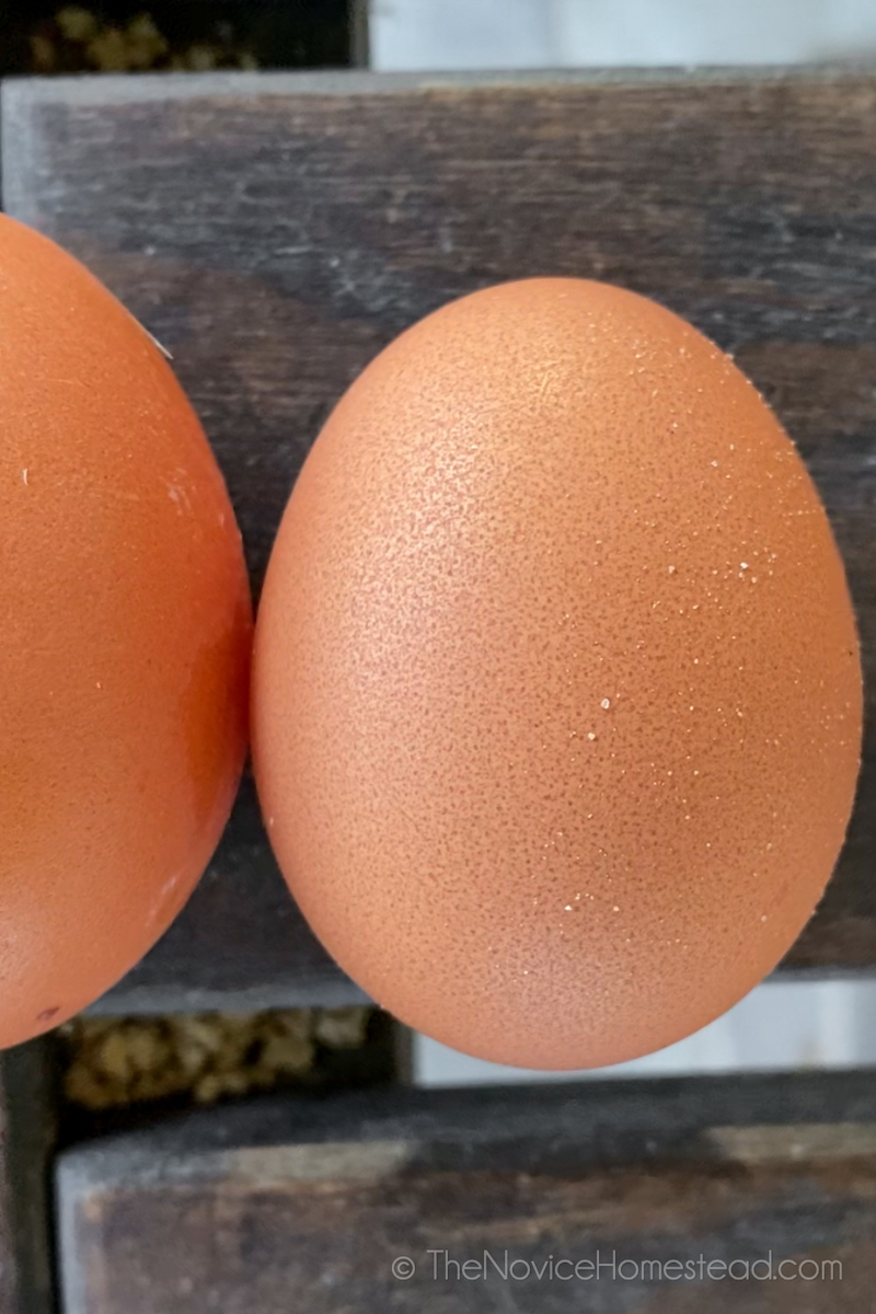 "fairy egg" or small egg, next to a regular chicken egg