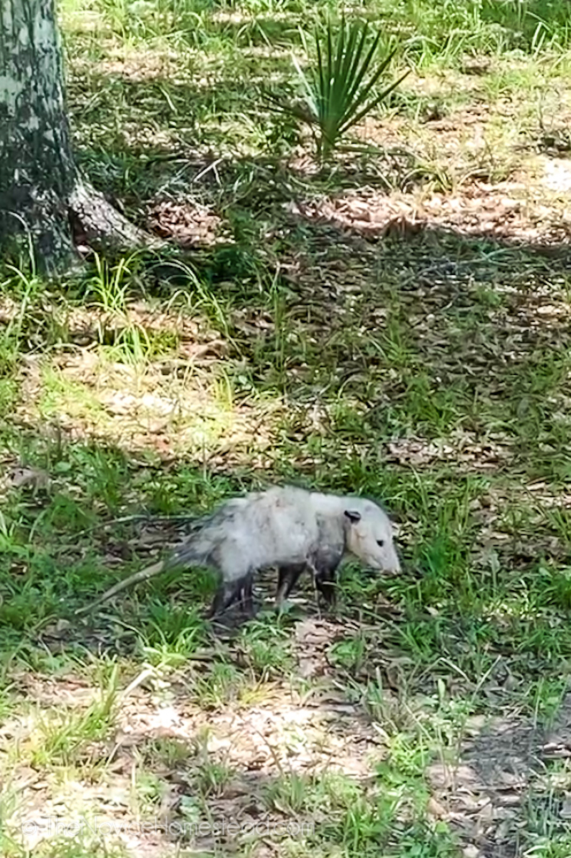 possum walking in the grass
