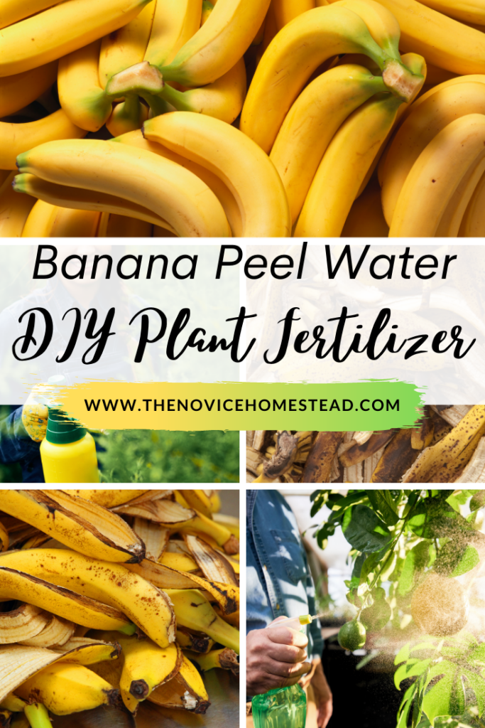 DIY Banana Peel Fertilizer for Plants - The Novice Homestead