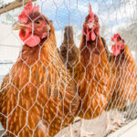 three chickens lined up behind chicken wire fence
