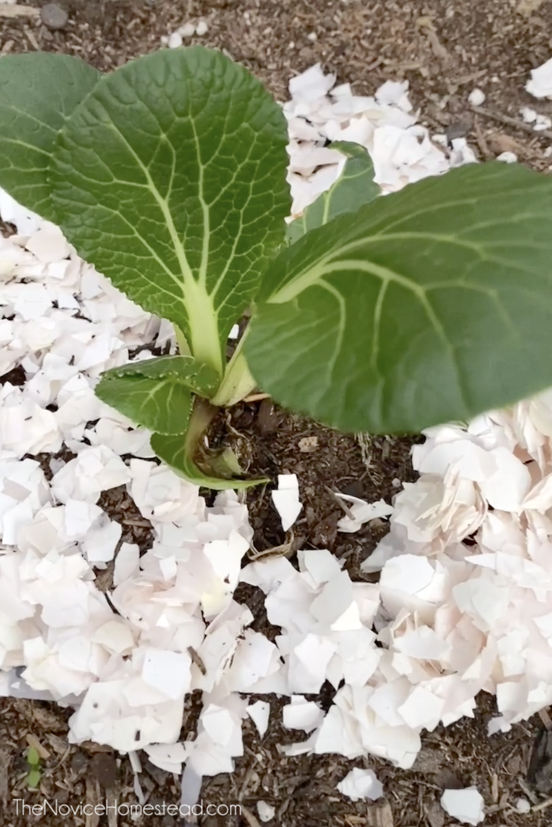 crushed egg shells around the base of a plant