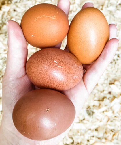 hand holding four brown chicken eggs