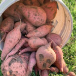 sweet potatoes spilling out of a plastic bucket onto grass