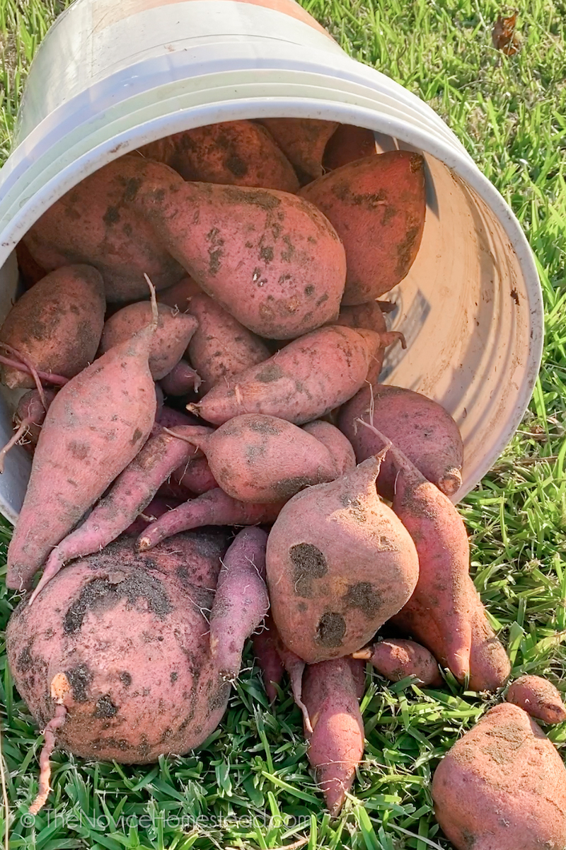 sweet potatoes spilling out of a plastic bucket onto grass