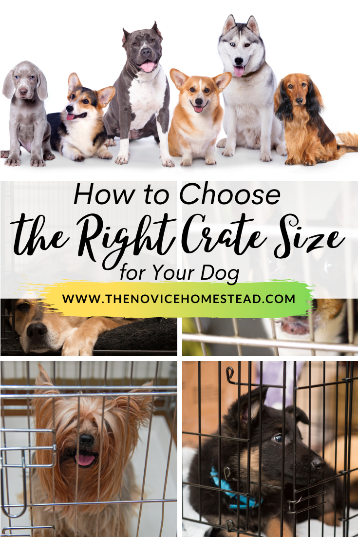 photo collage of dog crates; text overlay "How to Choose the Right Crate Size for Your Dog"