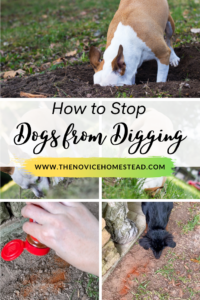 5 Ways to Stop a Dog from Digging - The Novice Homestead
