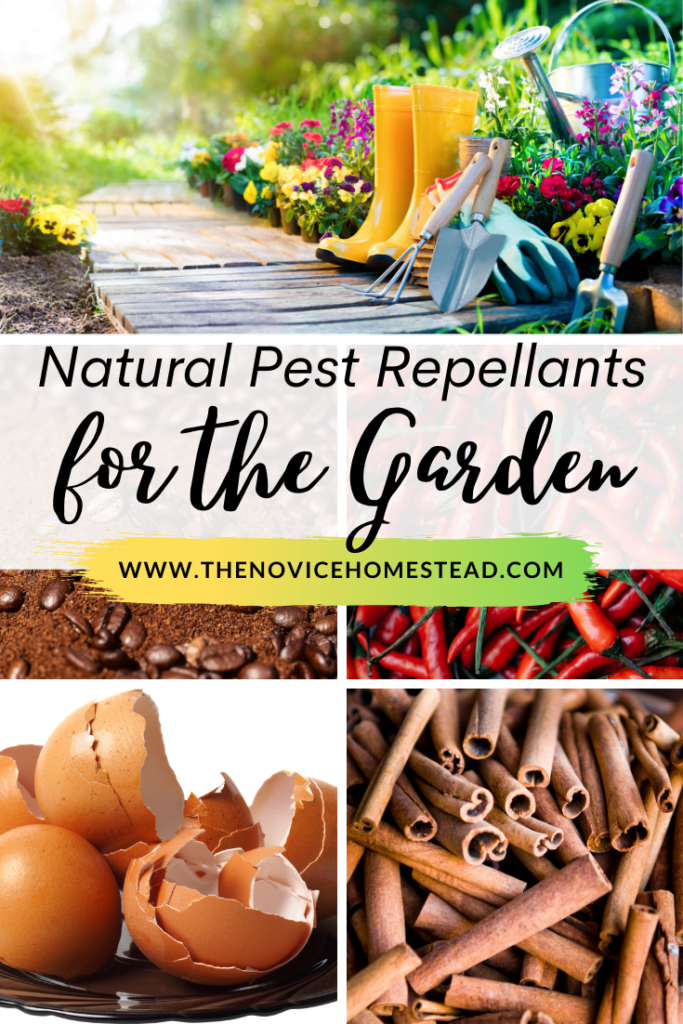 9 Natural Bug Repellents for Plants - The Novice Homestead