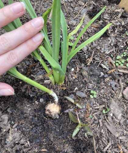 growing a garlic clove in garden