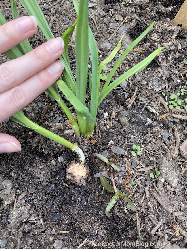 garlic clove in the ground, growing green shoots