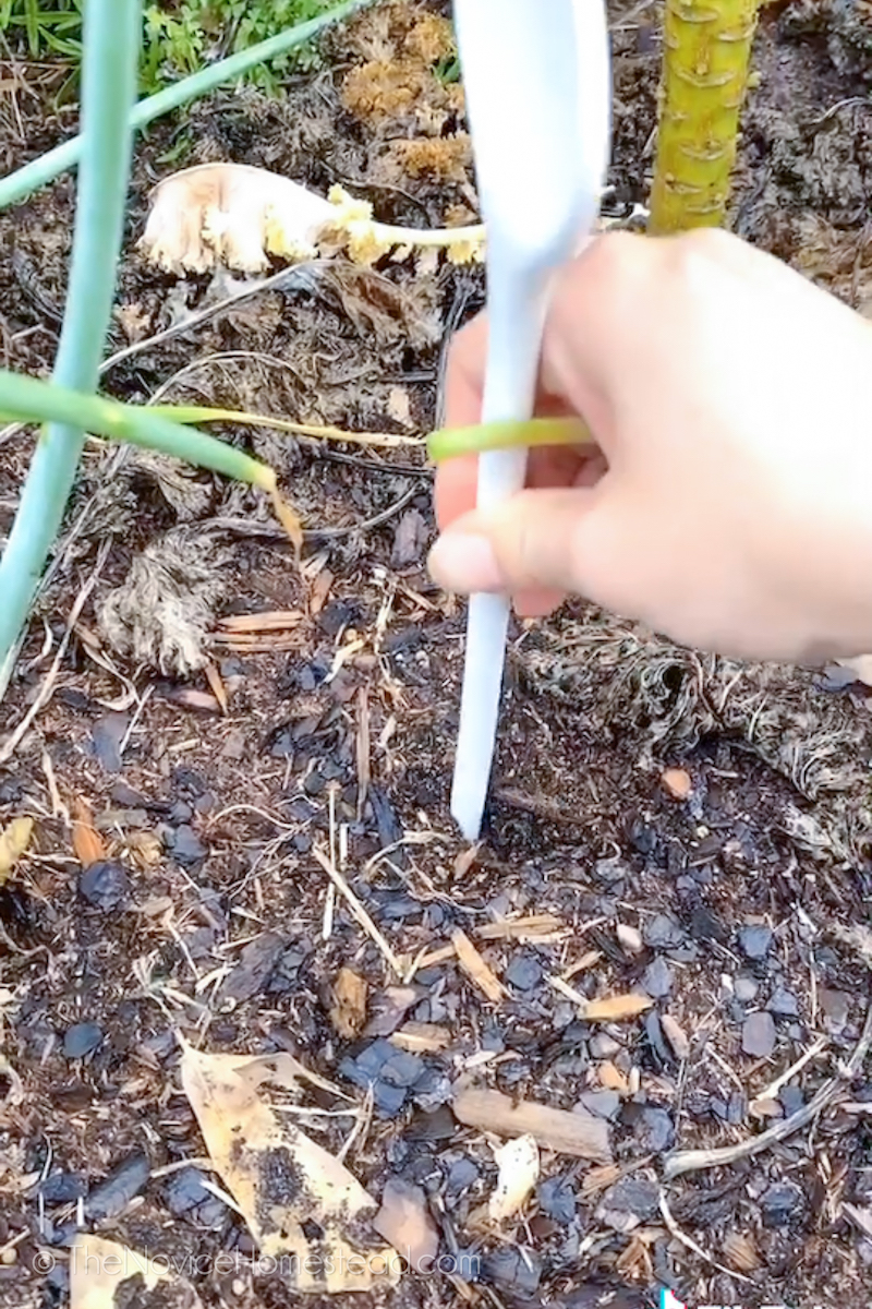 using the back of a wooden spoon to dig a hole in dirt