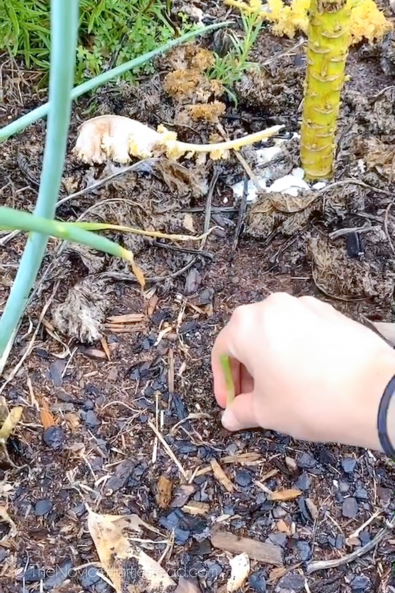 planting a green onion shoot in dirt
