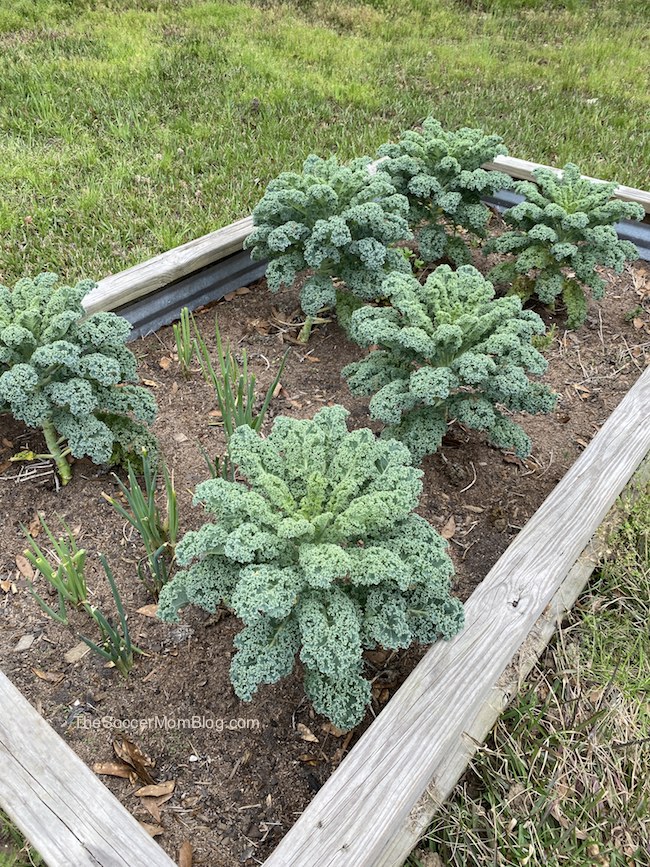 kale plants growing in a raised bed garden
