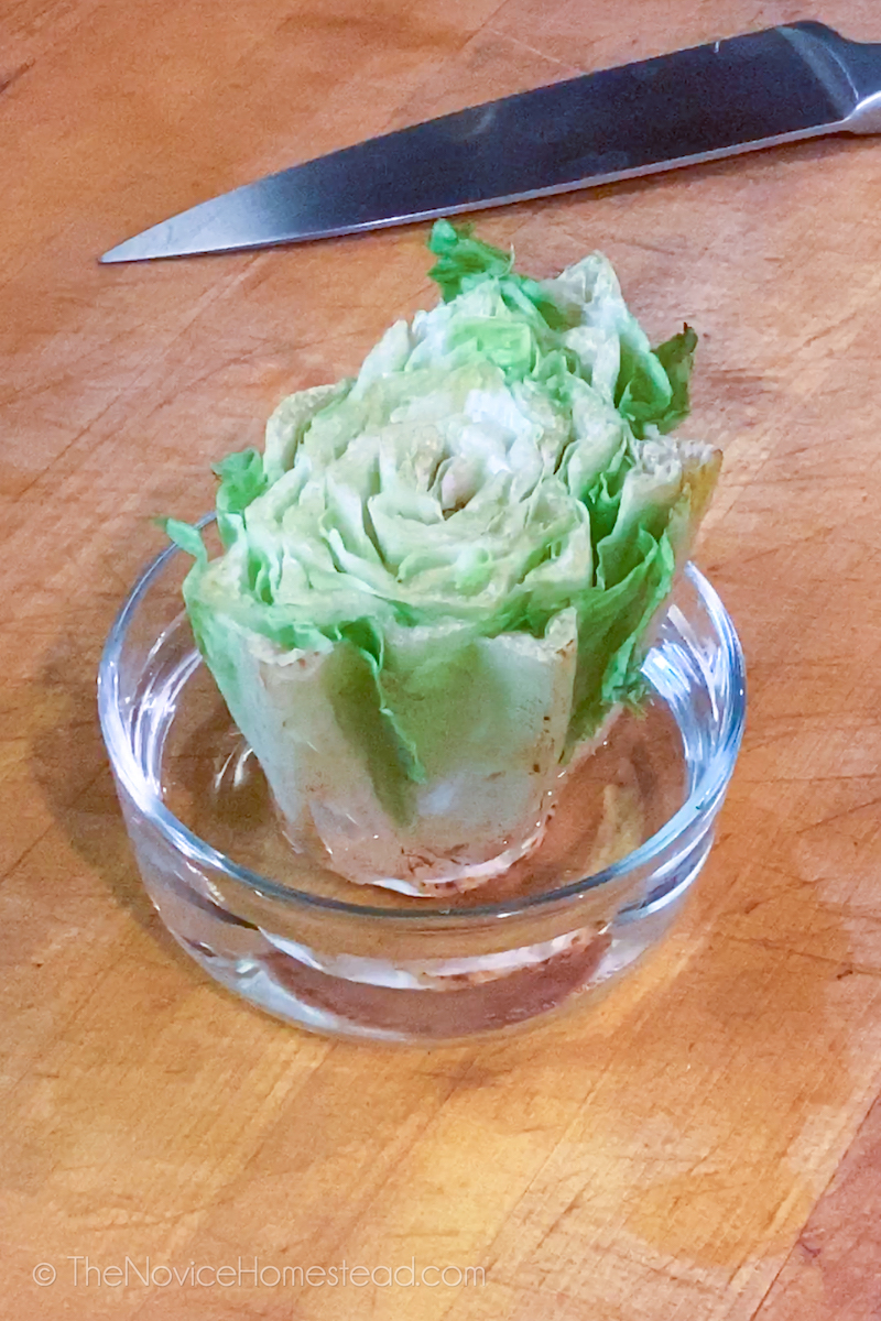 regrowing a head of romaine lettuce in a dish of water