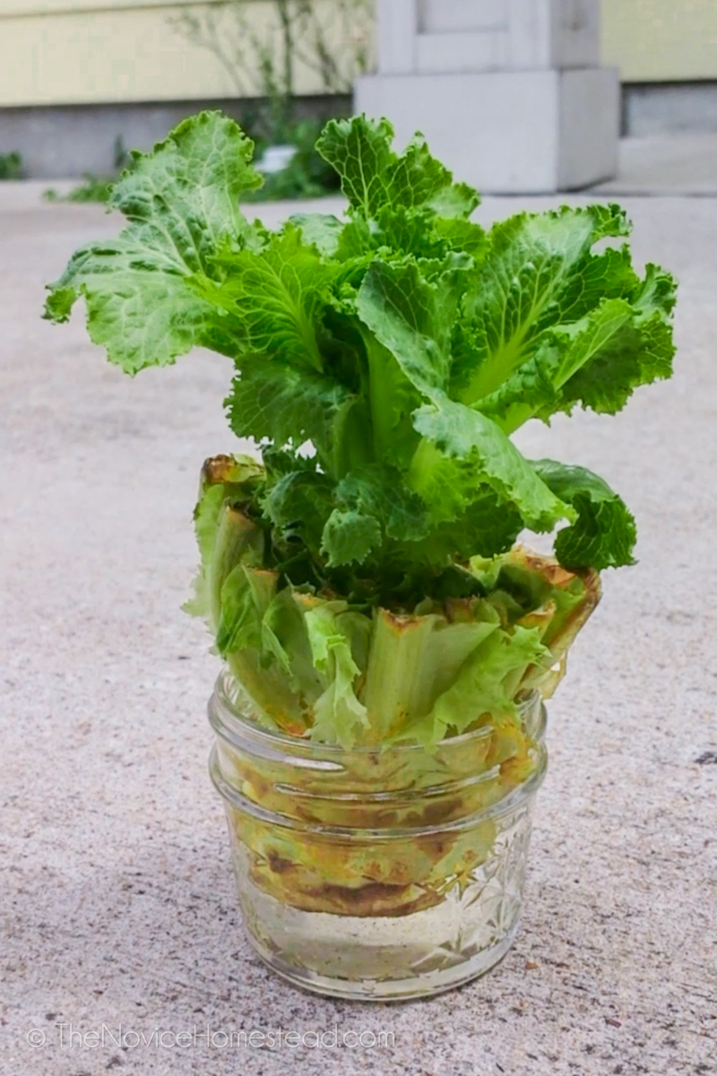 regrowing a head of romaine lettuce in a jar of water