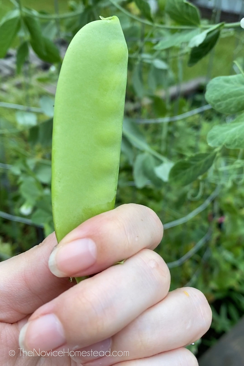 hand holding a snap pea in front of green plants