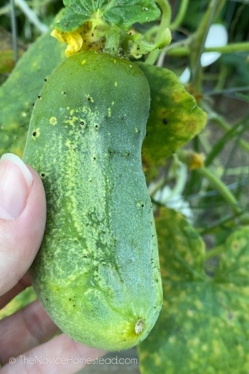 holding a small cucumber on the vine