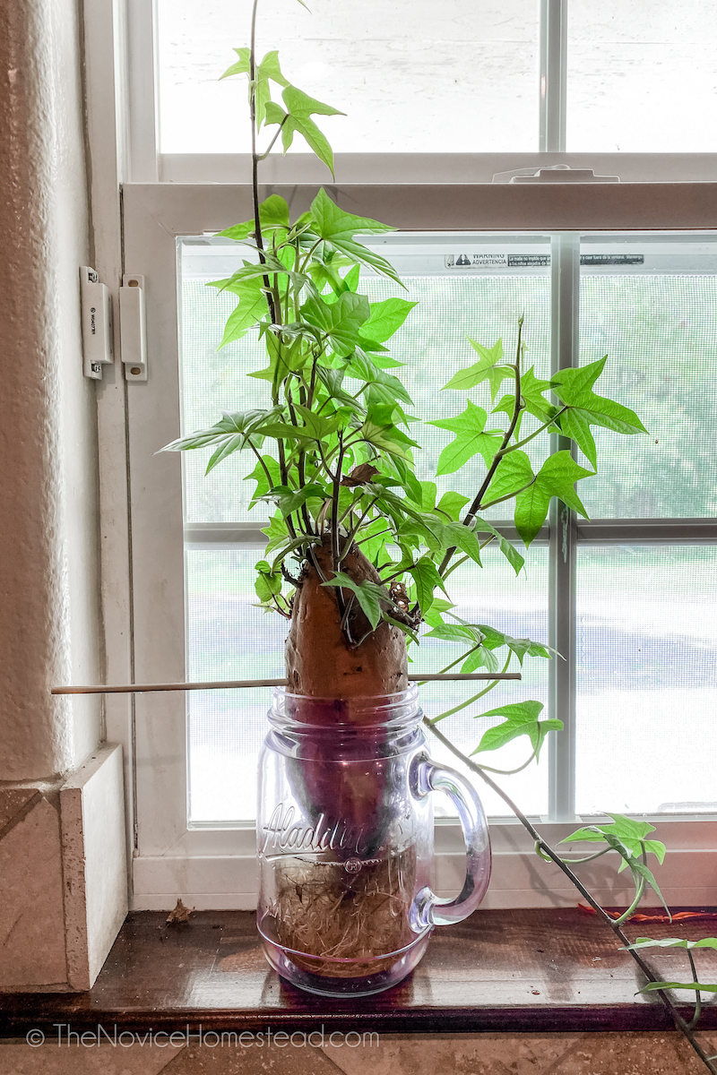 sprouting a sweet potato in a mason jar