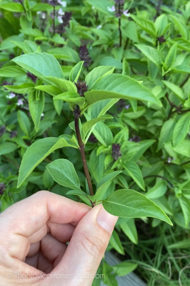 holding a basil sprig in front of plant