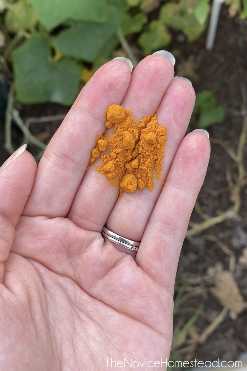 turmeric powder in the palm of a hand