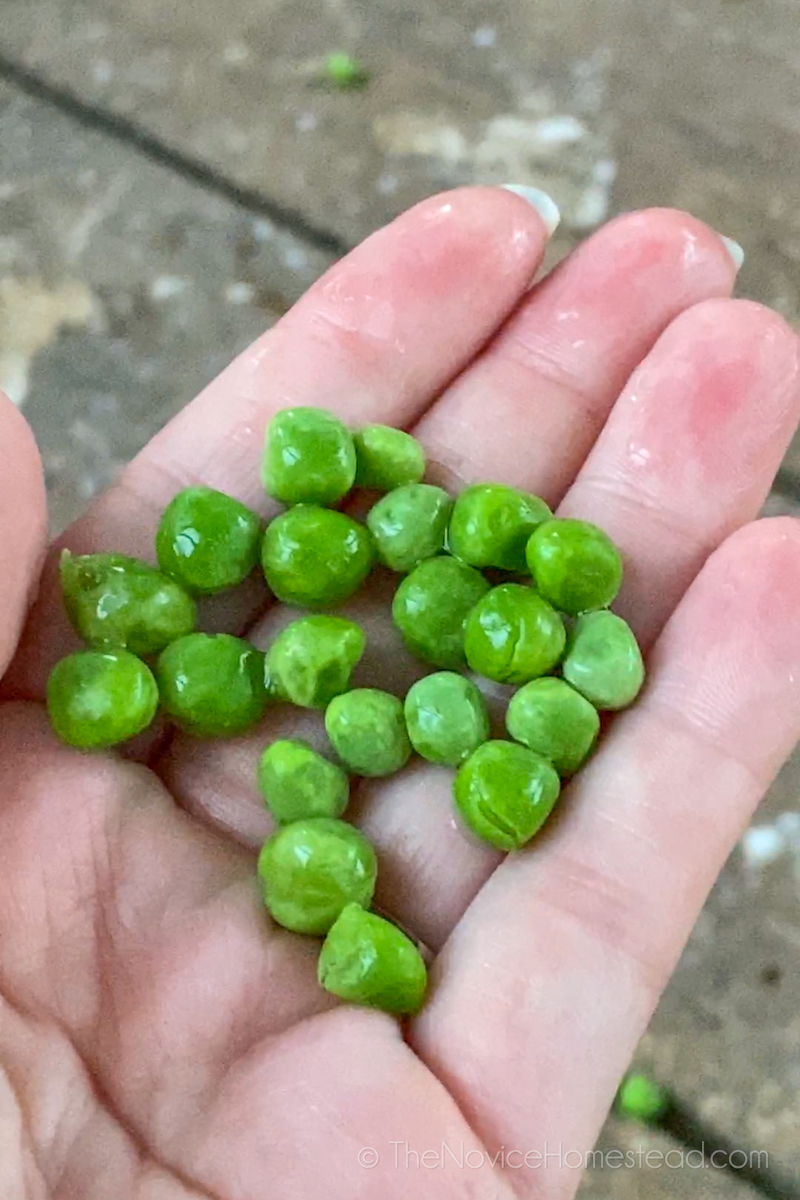 handful of peas
