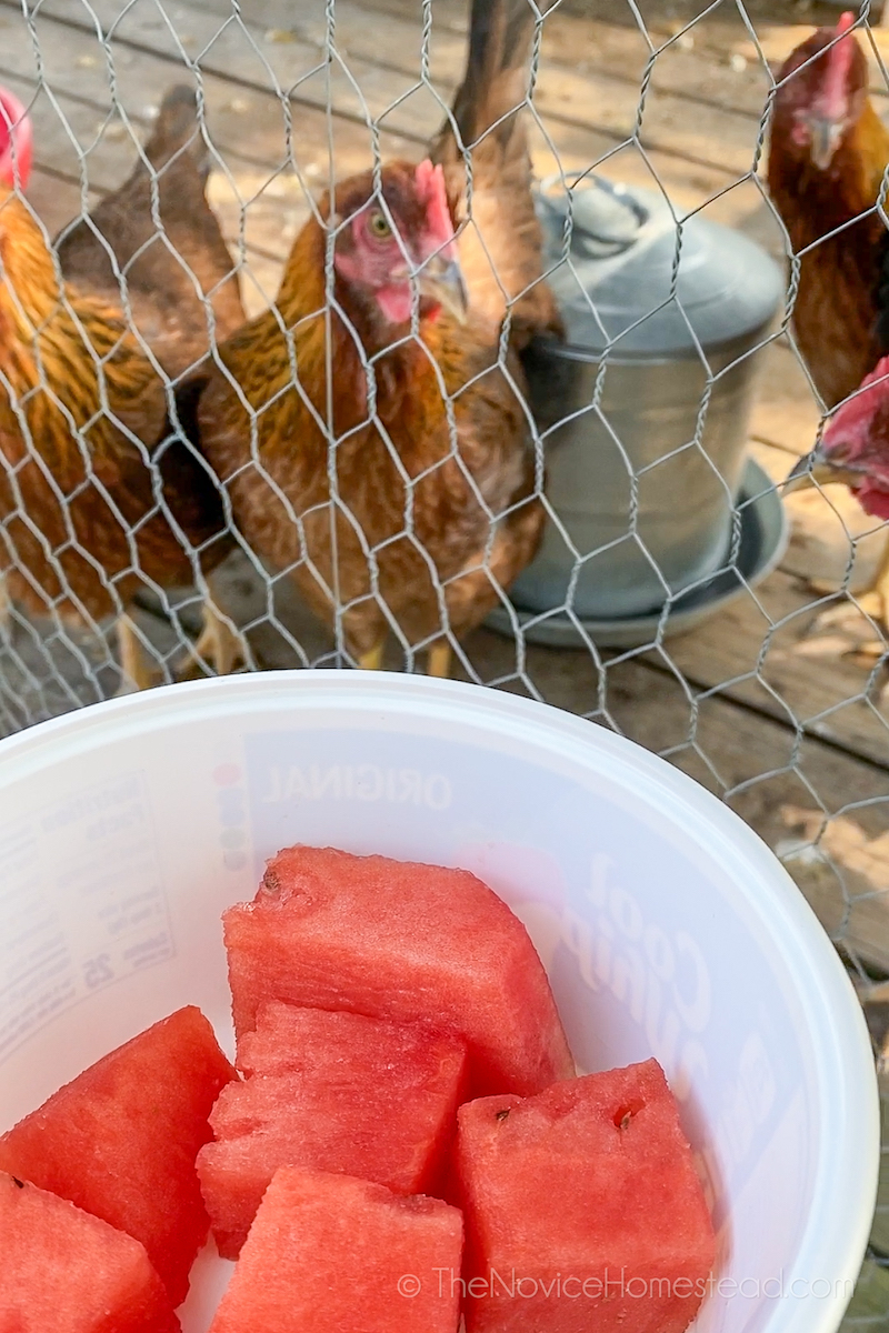 feeding watermelon to chickens