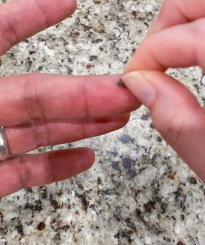 using spider web to stop bleeding on finger