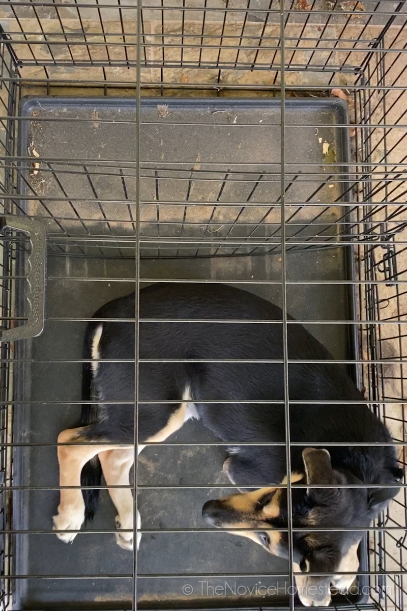 using a divider in a dog crate
