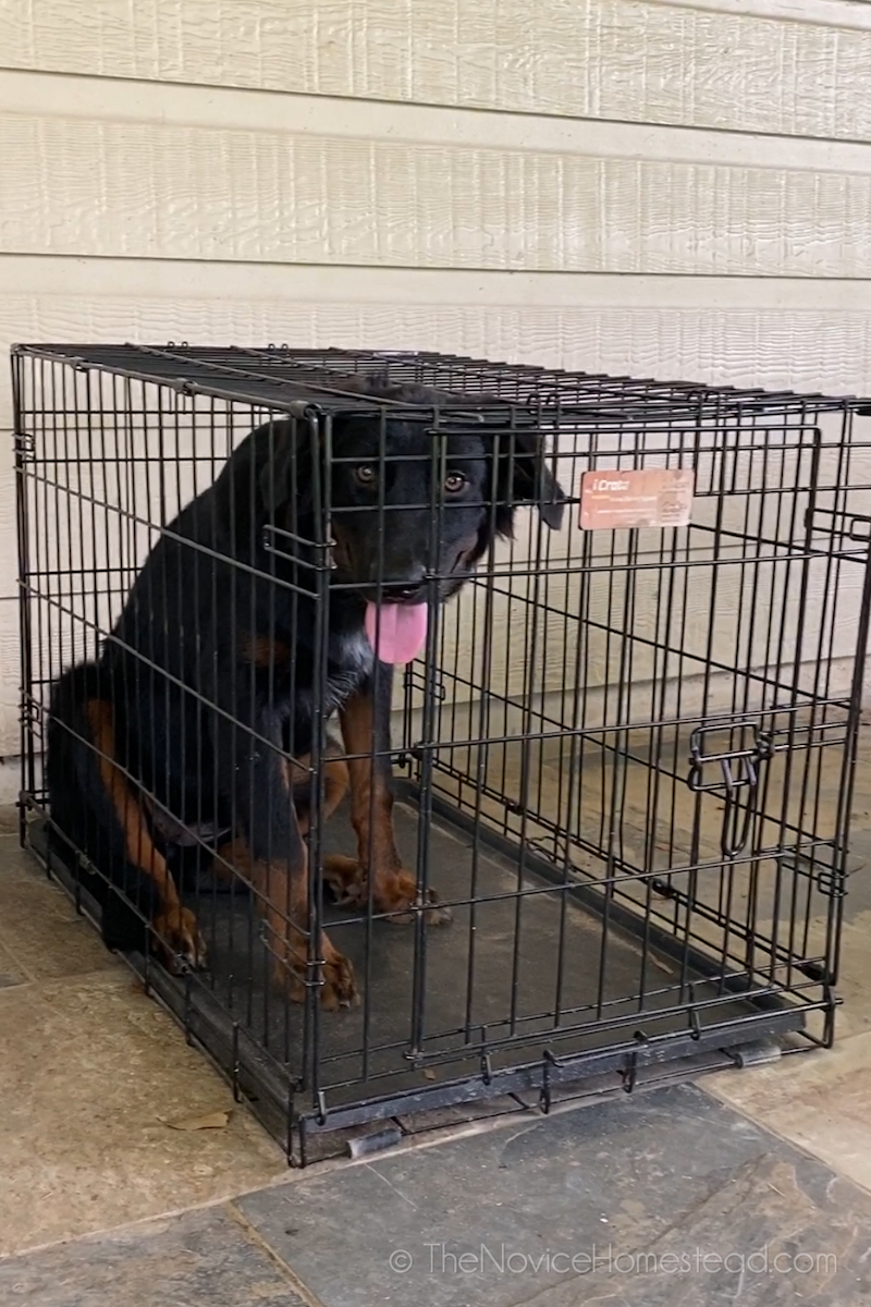 dog in a crate that is too small