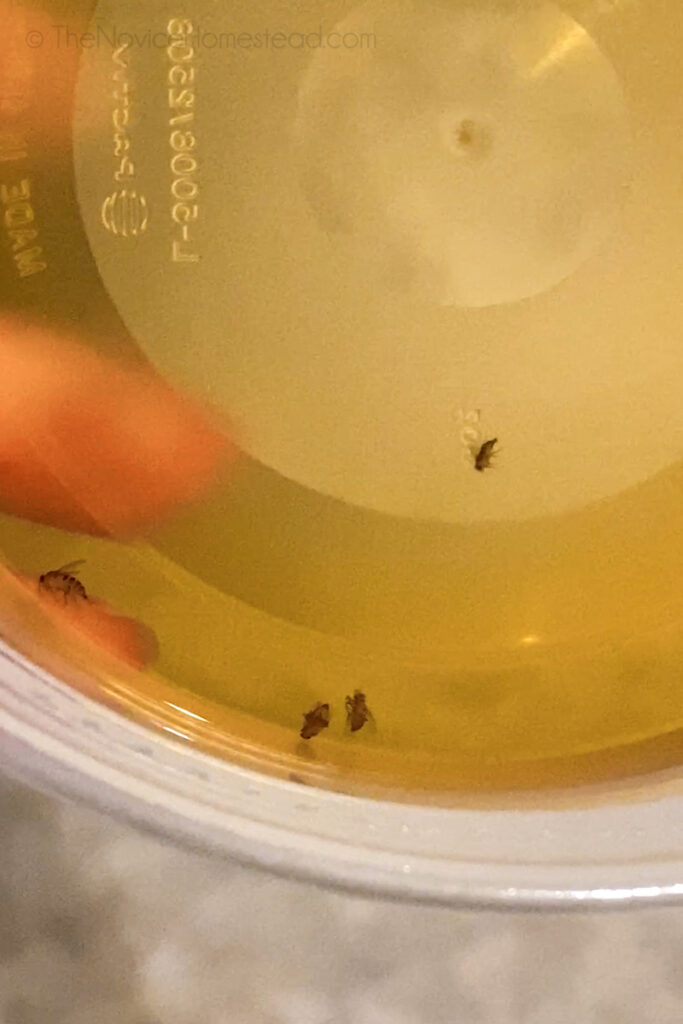 dead fruit flies floating in homemade fly trap