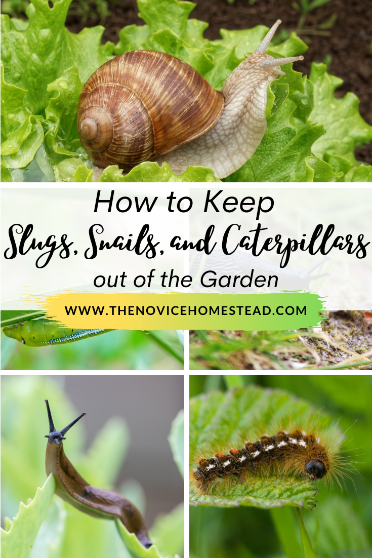 collage image of slugs, snails, and caterpillars; text overlay "How to keep slugs, snails, and caterpillars out of the garden"