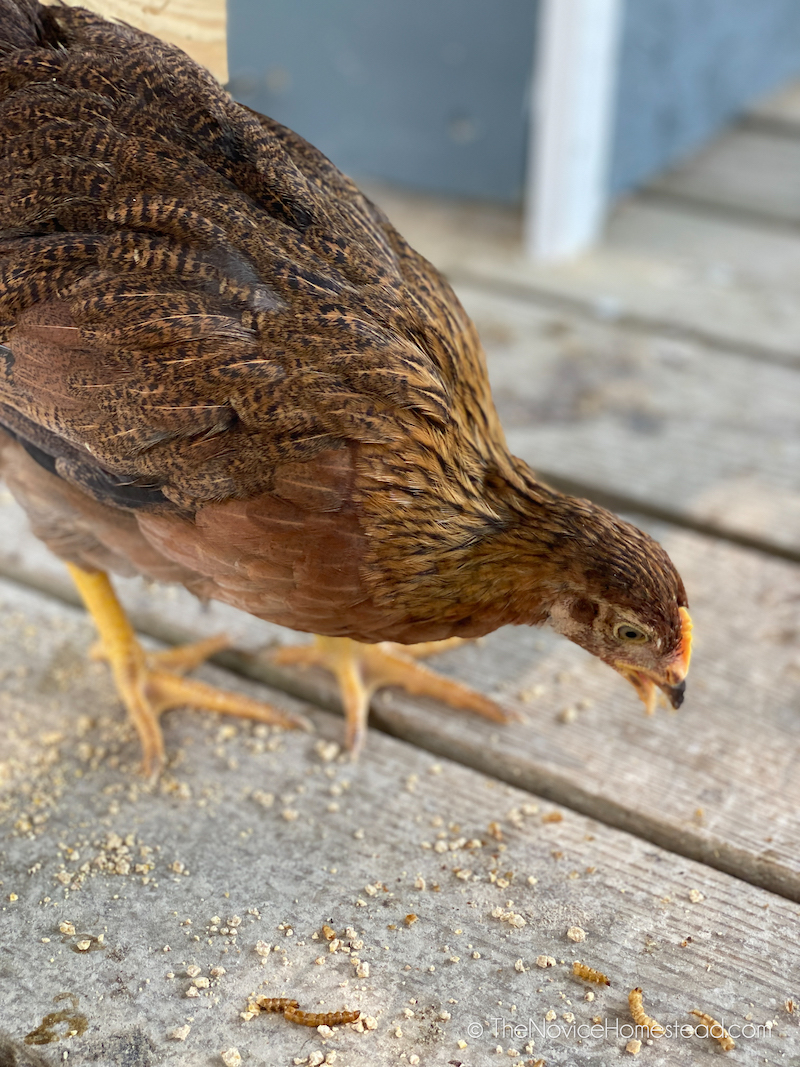 young chicken eating dried mealworms