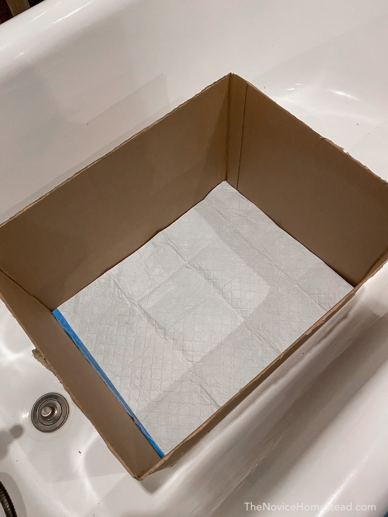 pee pad in the bottom of a cardboard box