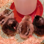 baby chickens drinking water