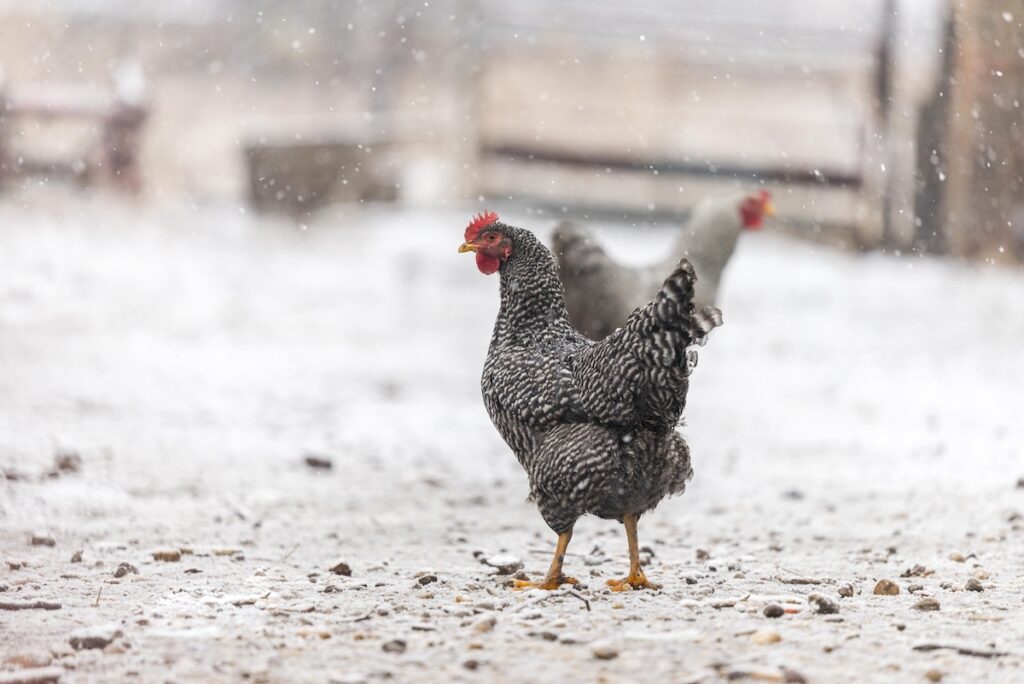 chicken walking in falling snow