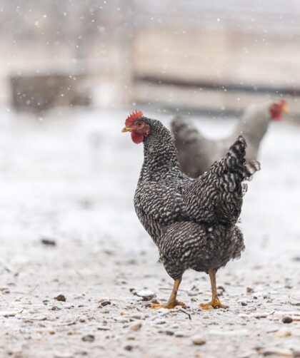 chicken walking in falling snow
