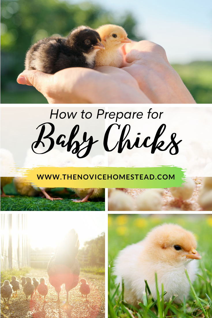 collage image showing caring for baby chicks; text overlay "How to Prepare for Baby Chicks"