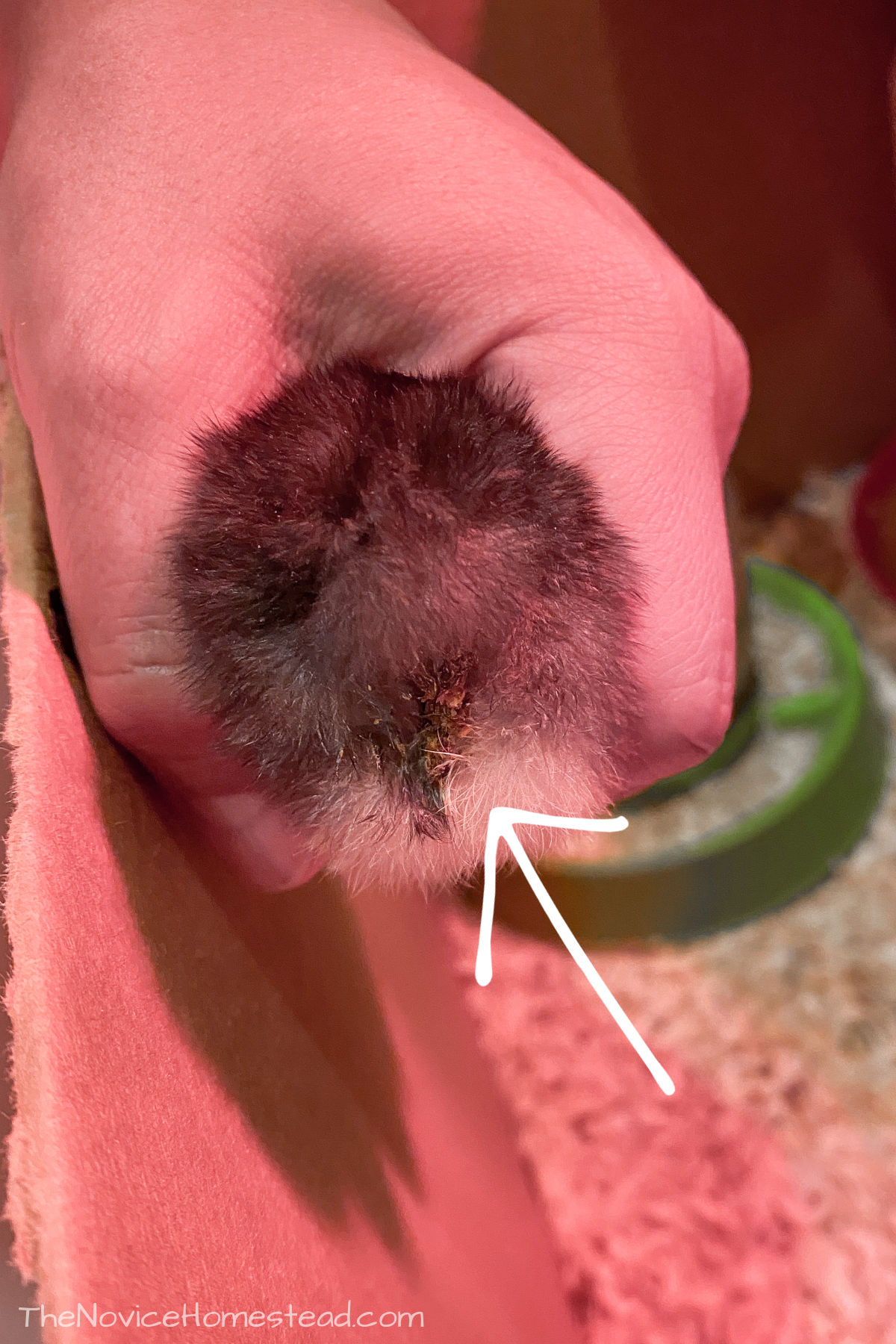 holding a baby chick up to show pasty butt on its backside