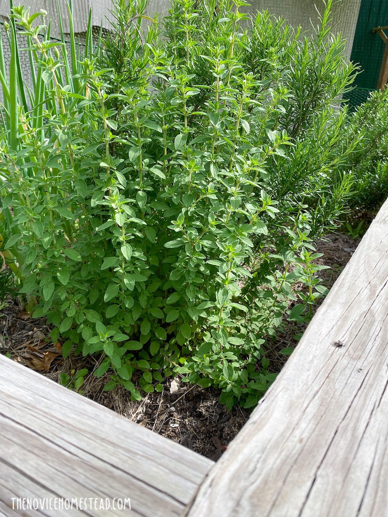 outdoor herb garden