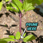 photo showing basil plant and illustrating where to prune