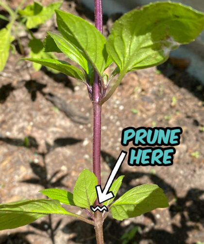 photo showing basil plant and illustrating where to prune