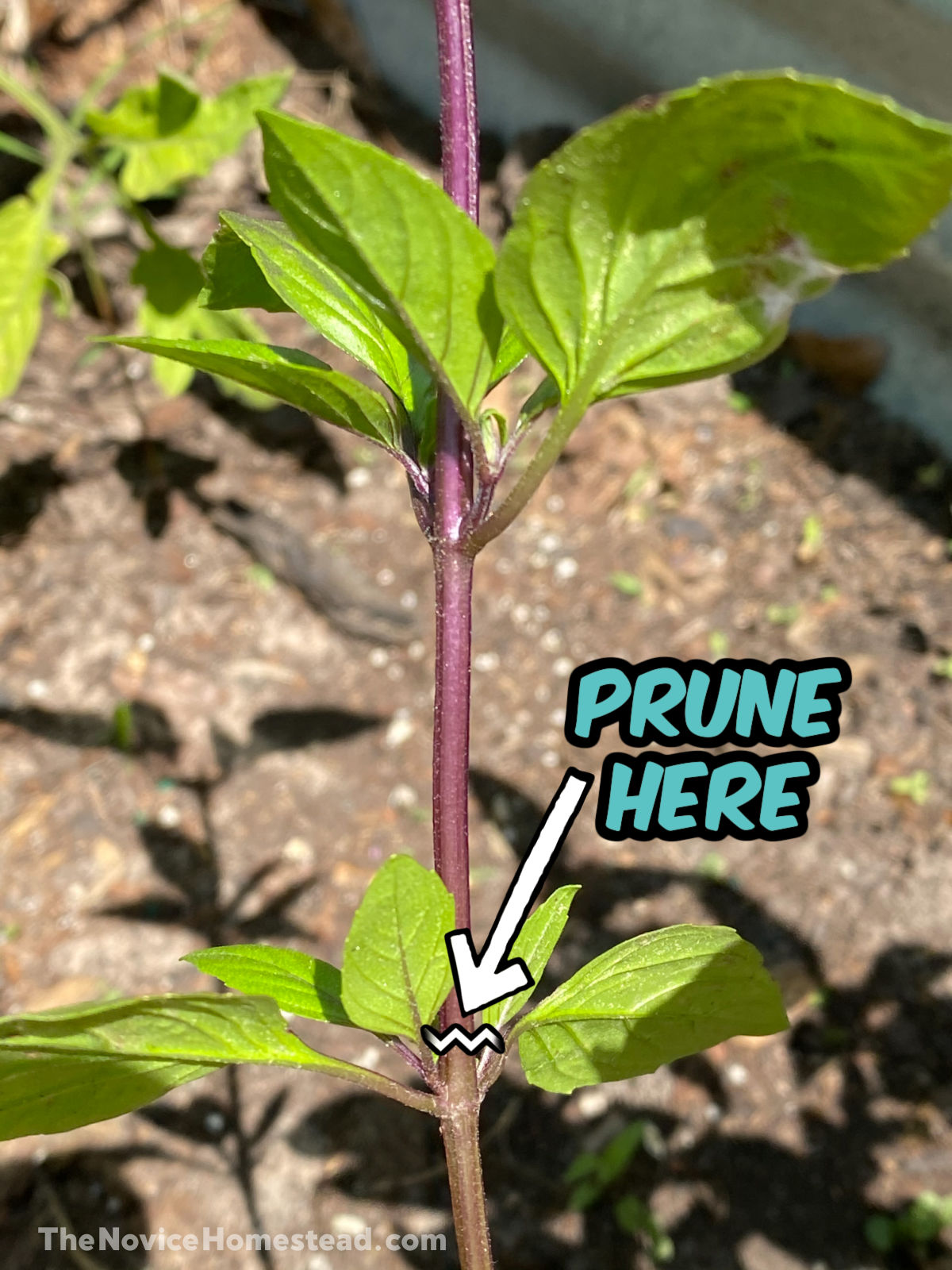 basil plant with illustration showing how to prune above the node