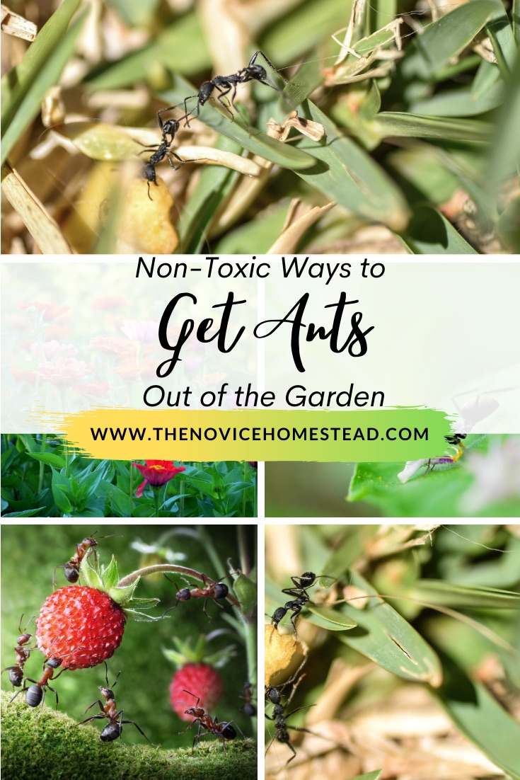 photos of ants; text overlay "Non-Toxic Ways to Get Ants out of the Garden"