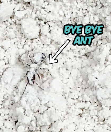 ant trapped in diatomaceous earth