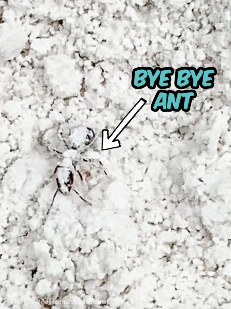 close up of ant trapped in diatomaceous earth