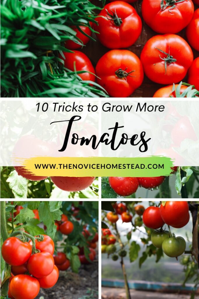 collage image of vine ripening tomatoes; text overlay "10 Tricks to Grow More Tomatoes"