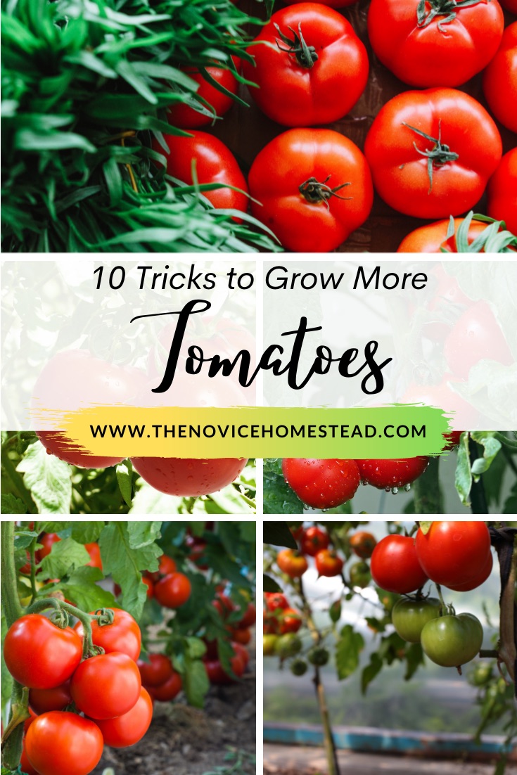 photos of tomatoes growing in garden; text overlay "10 Tricks to Grow More Tomatoes"