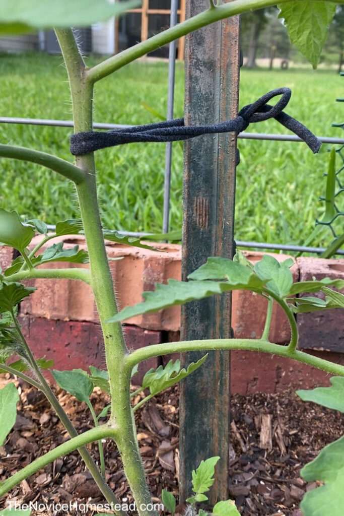 tying tomato plant to a stake for support