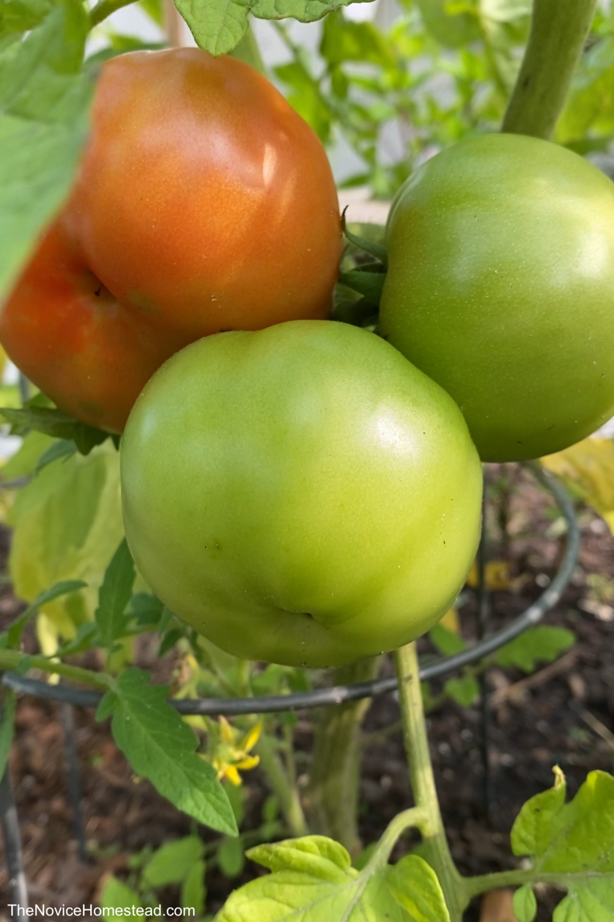 tomatoes growing on vine