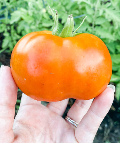 ripe tomato in hand